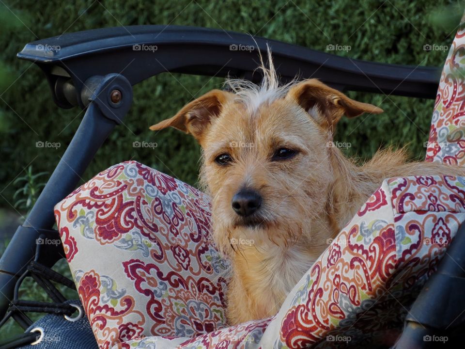 Patterdale Terrier 