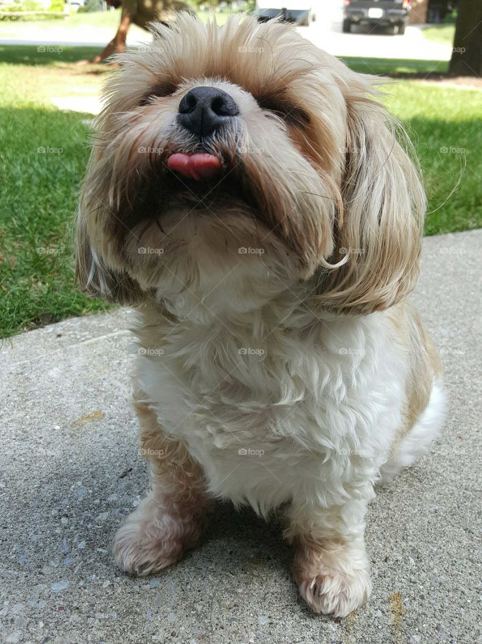 Sassy Shihtzu