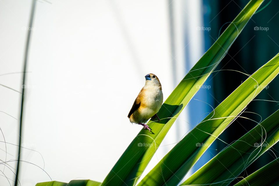 Bird on a branch in sunny weather