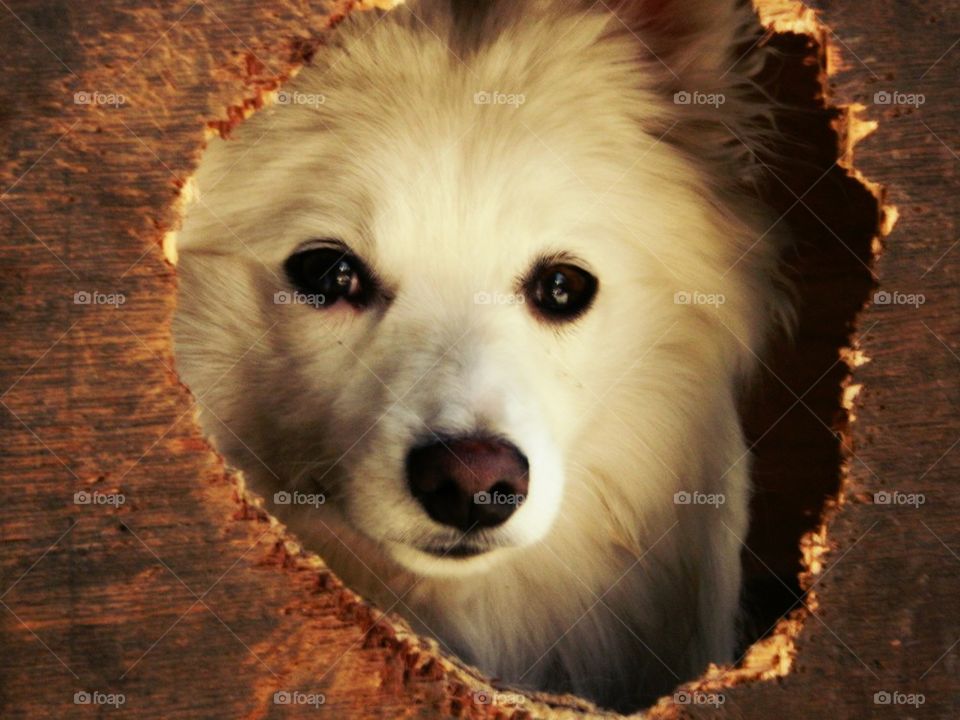 My cute & Lovely Dog. dog,pet,puppy,love,animal,white,doggy