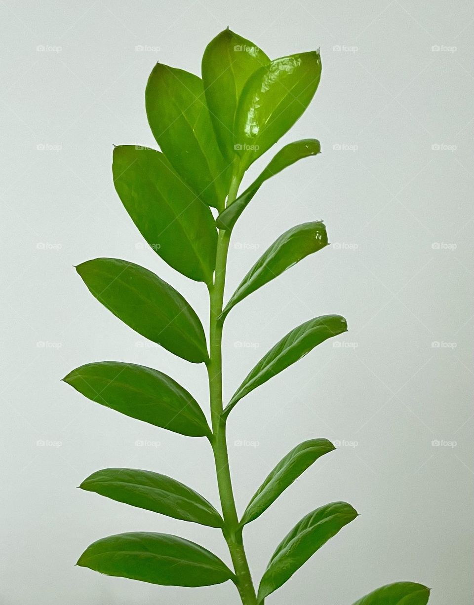 New shiny Zamioculcas zamiifolia leaf