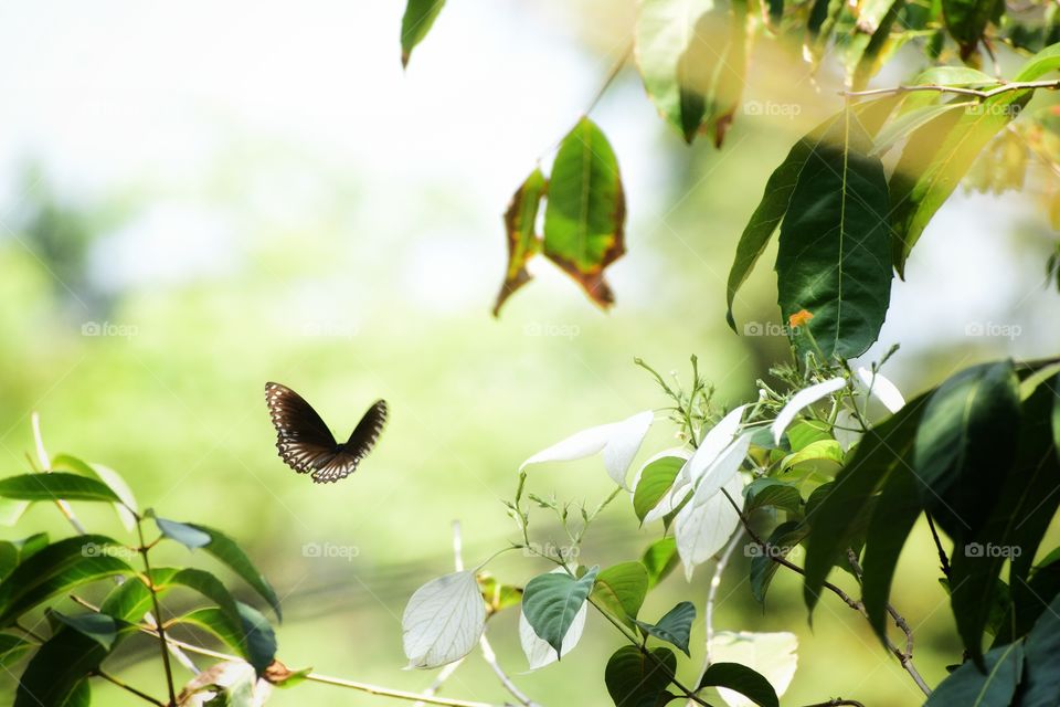 Butterflies are nature's angels.
They remind us what a gift it is to be alive