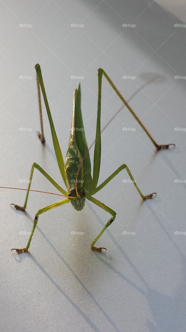 Grasshopper on the floor