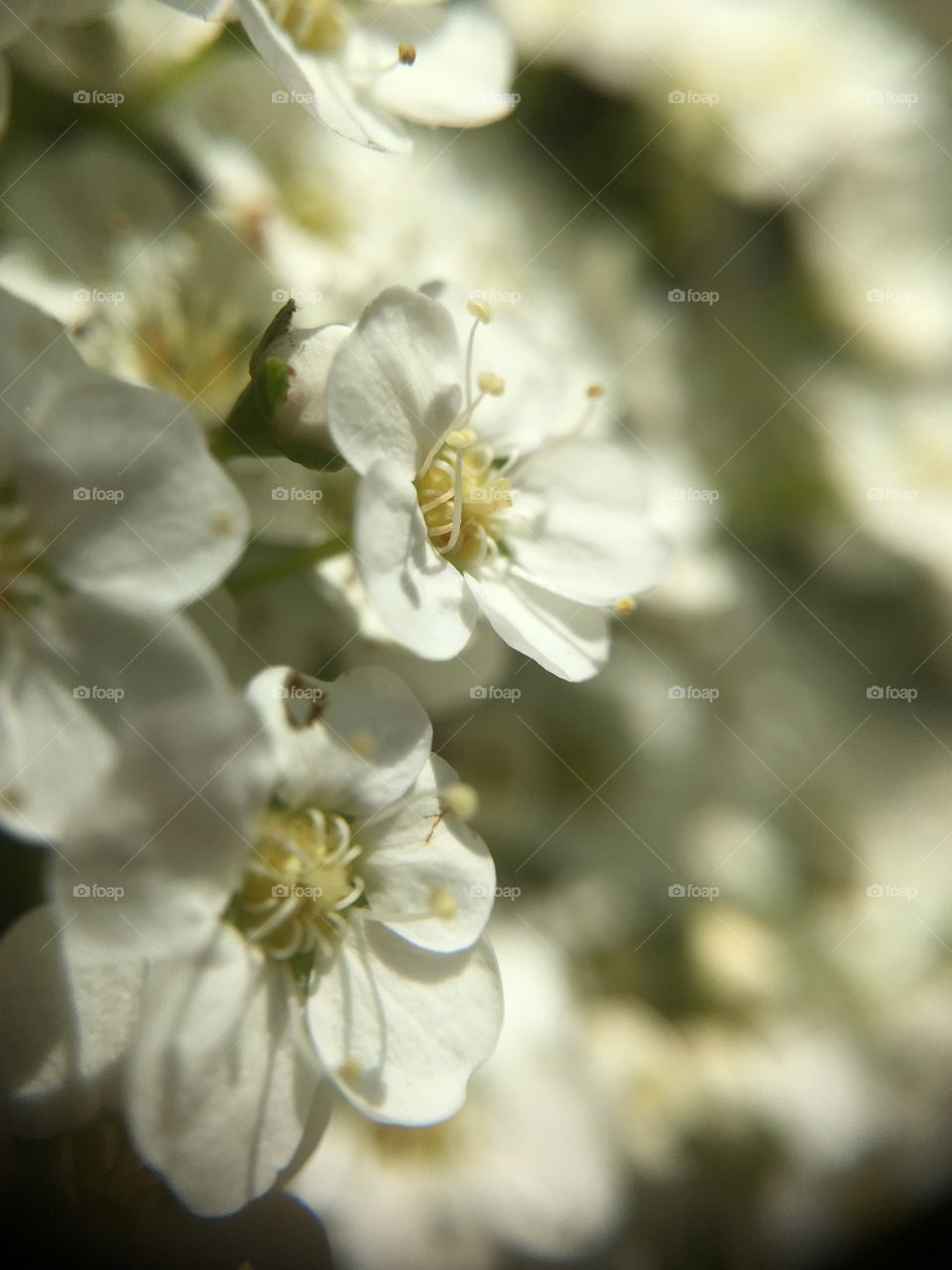 White blossoms