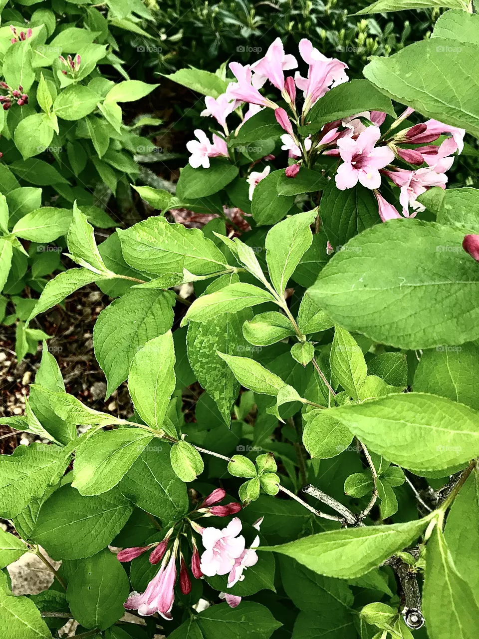 Weigela blossoms