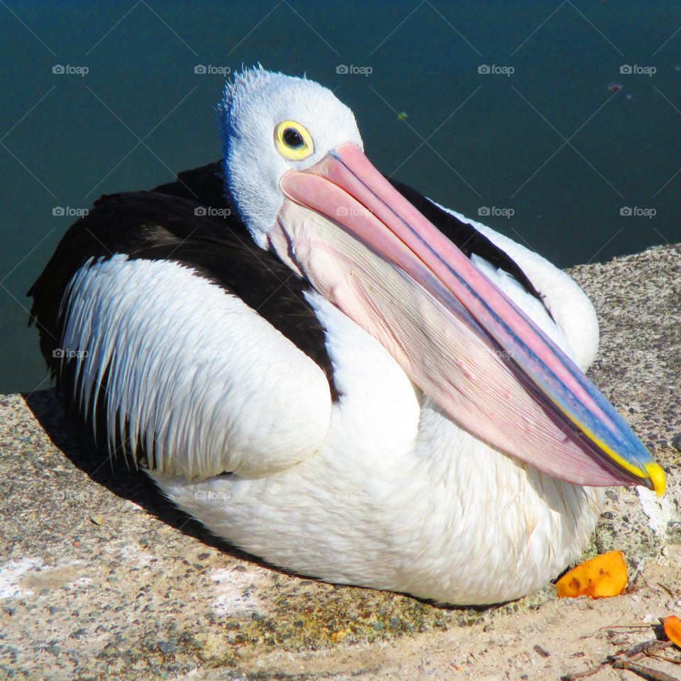 Close-up of strange Australian bird near the sea