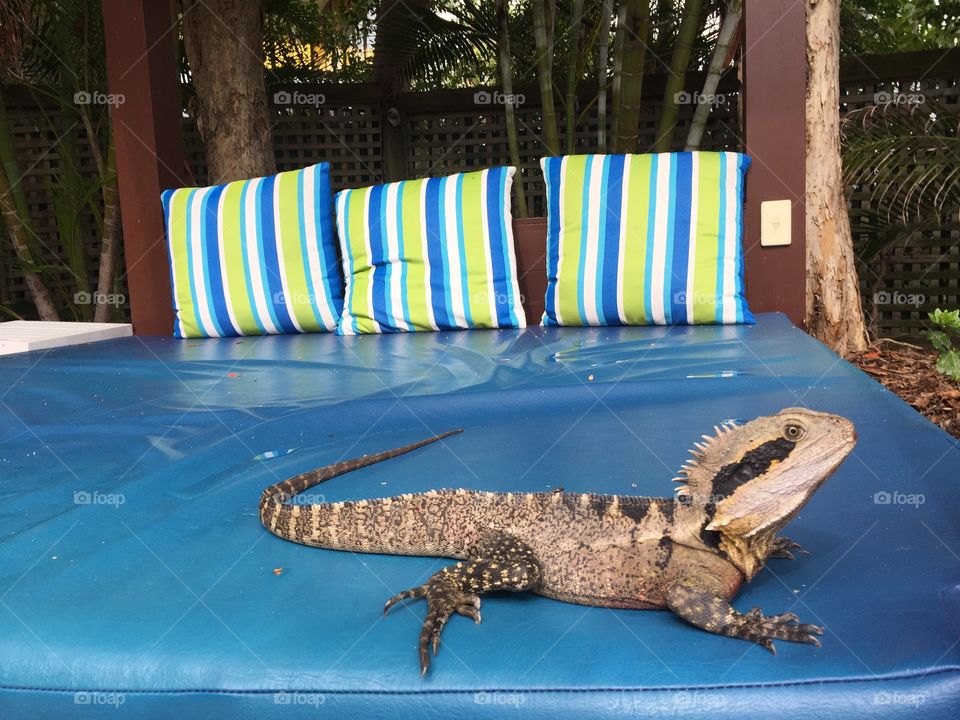 Water Dragon Lizard relaxing on a sun lounger 
