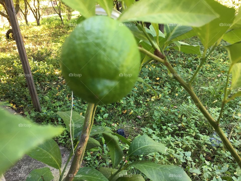 Lemon on a lemon tree 