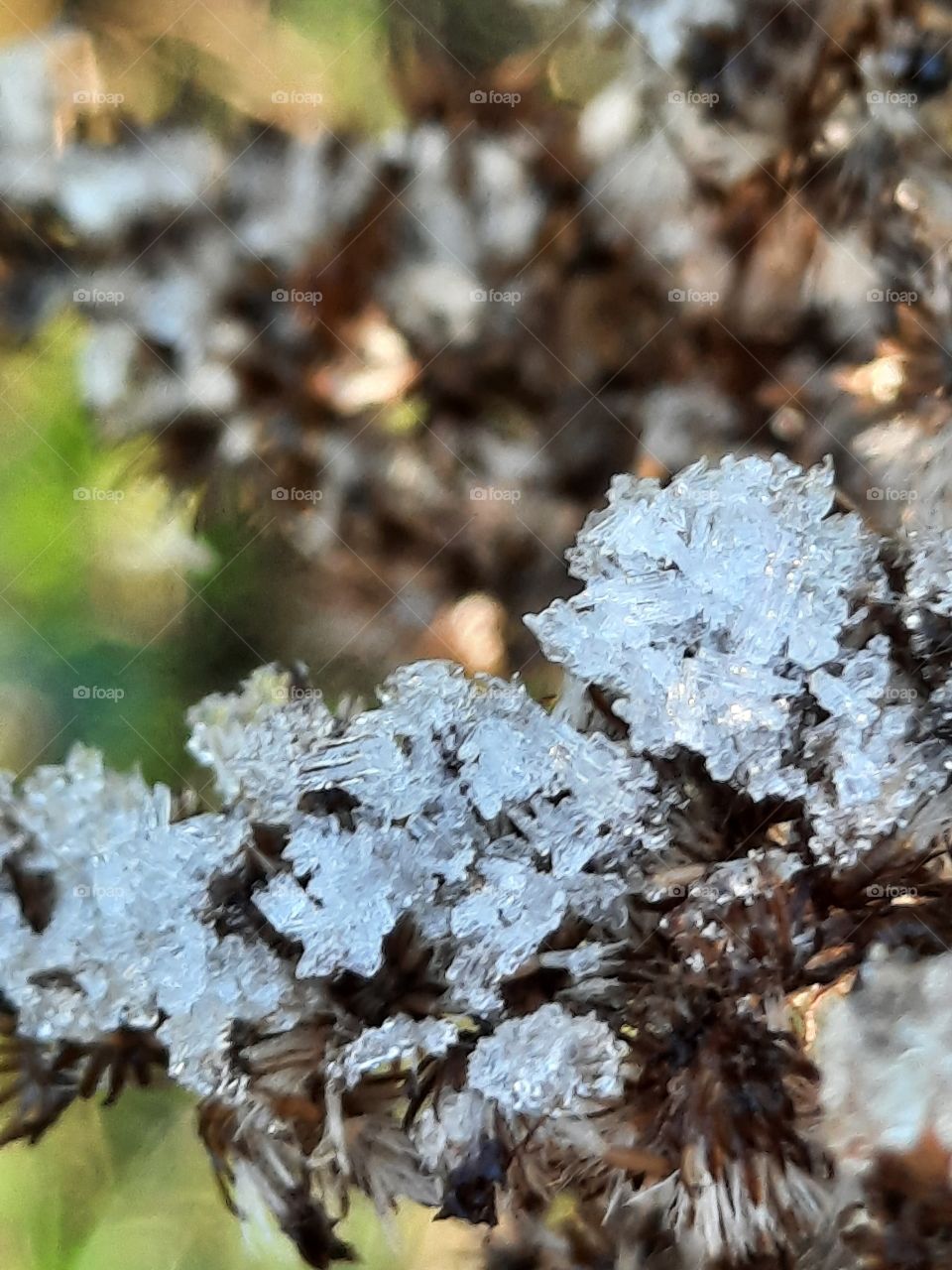 winter garden - frost crystals on dry goldenrod  flowers in shadow