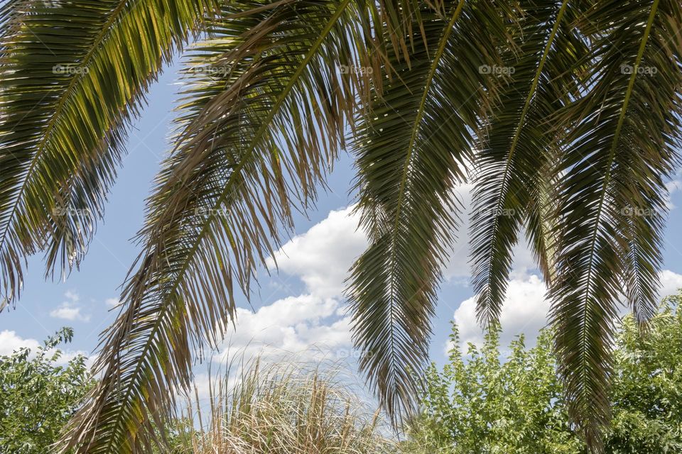 Beautiful view of palm leaves