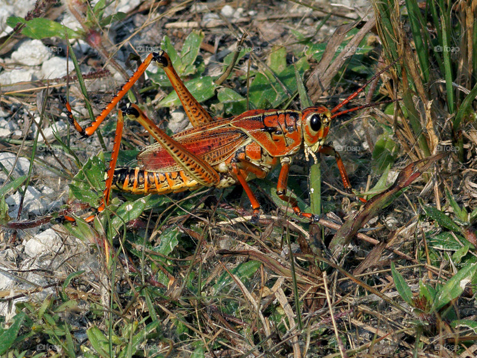 Eastern Lubber Grasshopper . closeup of colorful Eastern Lubber Grasshopper in grass