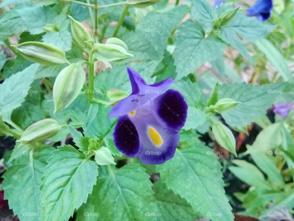 flowers the beauty and fresh and unique shapes