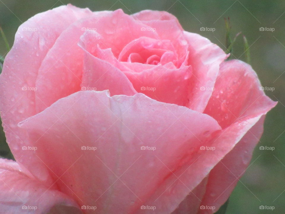 Pink rose bud with rain on its petals