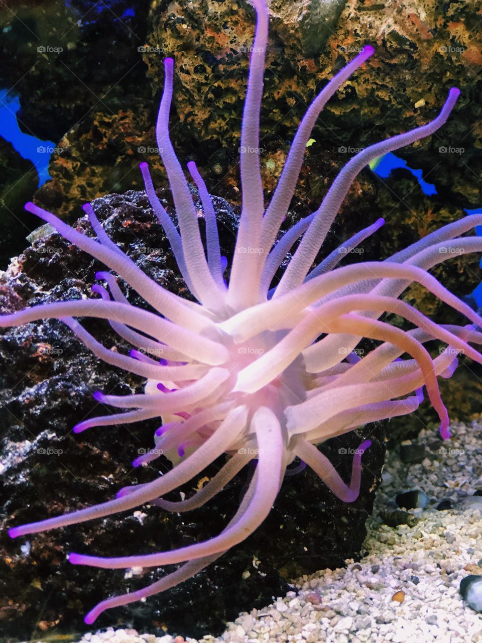 Anemone