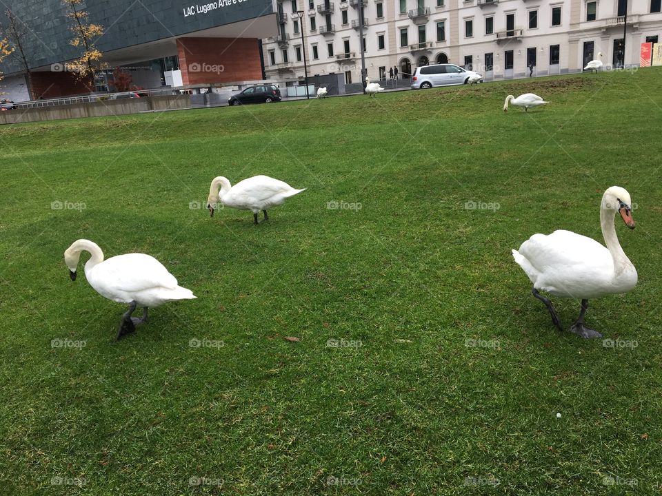 Lugano, Switzerland
Swans