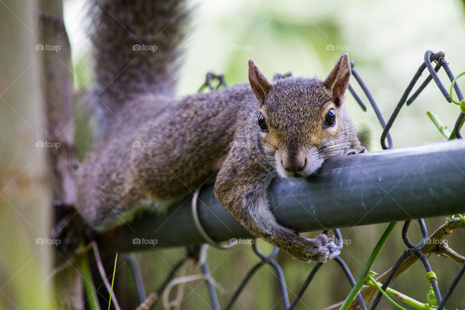 squirrel in the fence. 