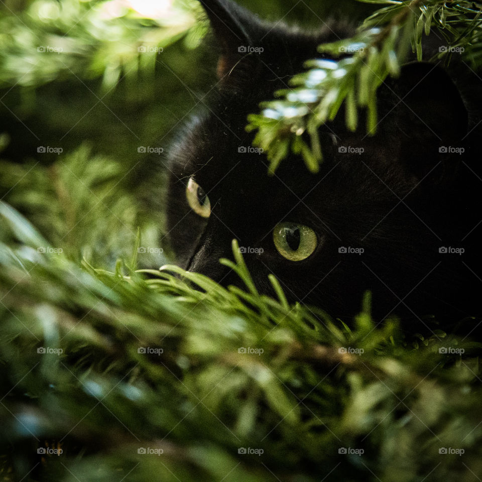 Cute black kitten in a Christmas tree. An animal portrait. Cat is black.