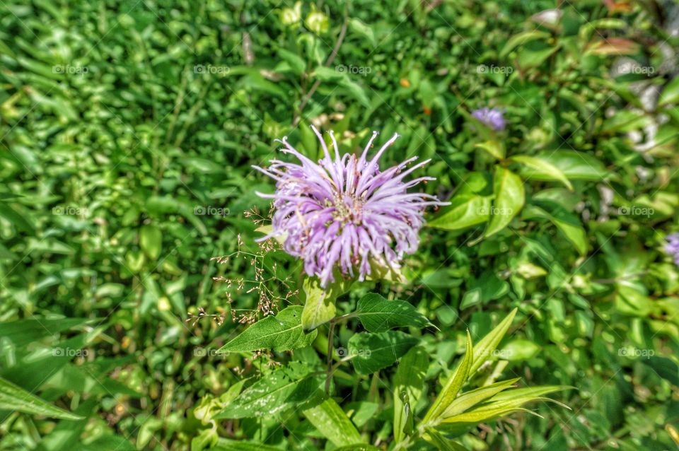 Light Purple Spikes