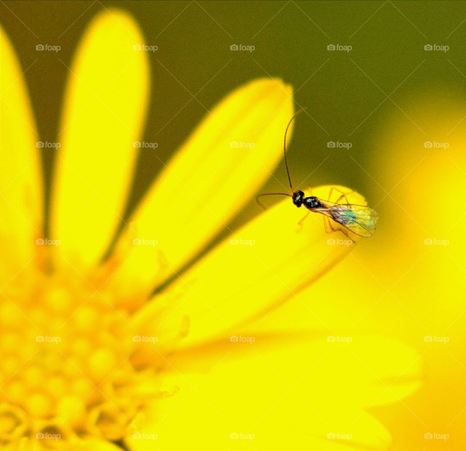 Flying Bug on a Yellow Flower