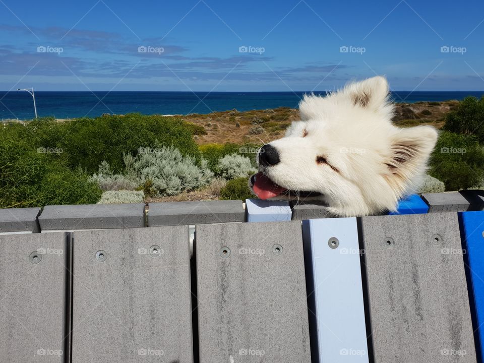 puppy smiling into camera, beach view