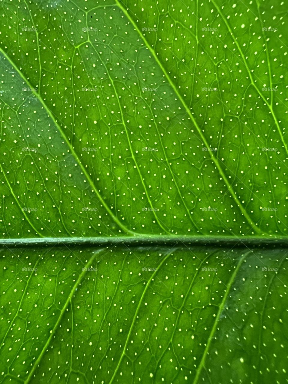 Lemon tree leaf macro shot