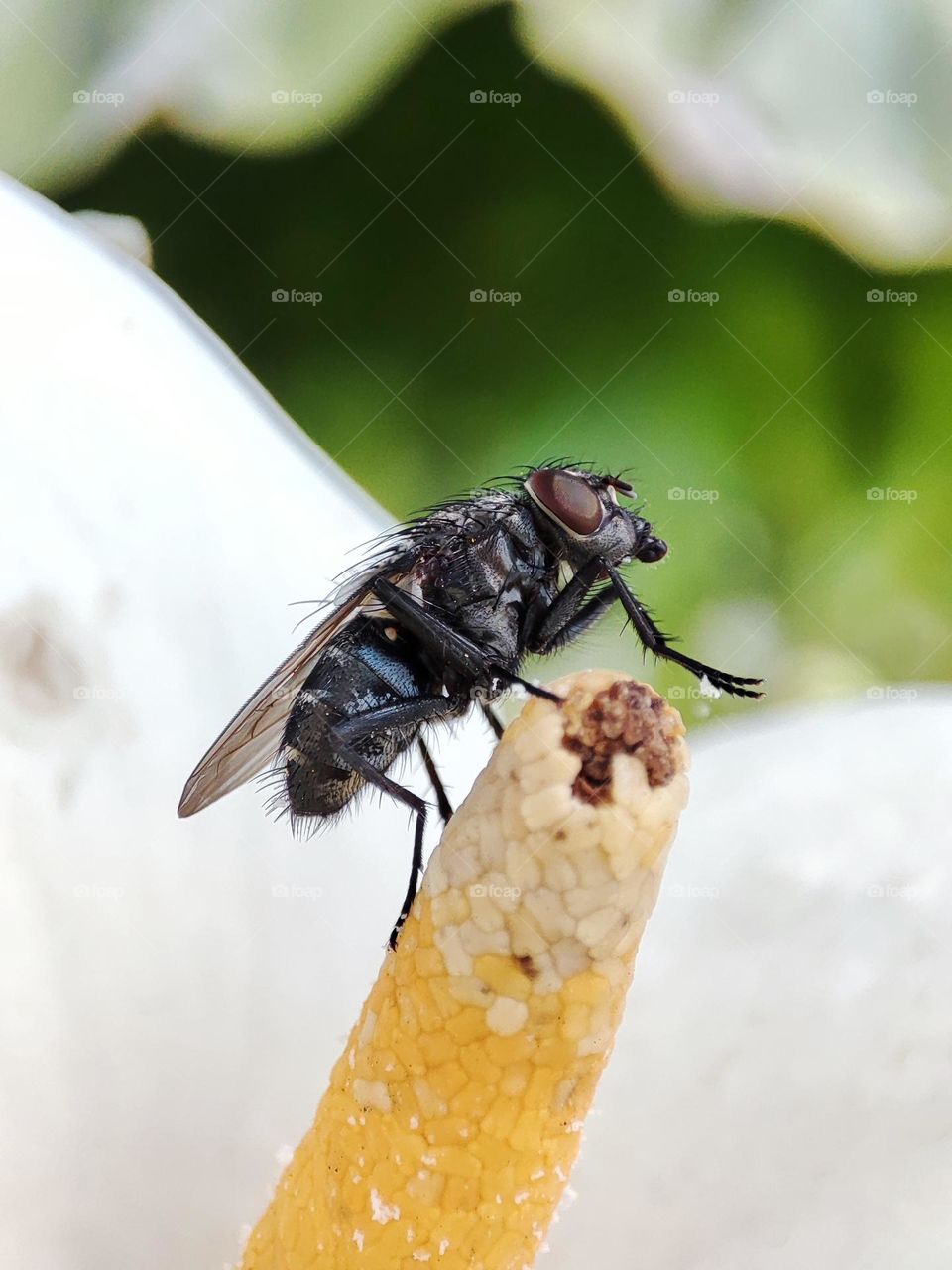 Fly on flower stamen,