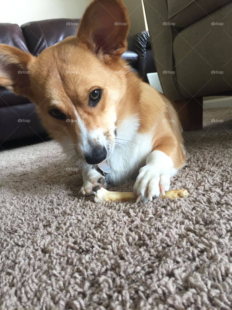 Dog and his bone 
