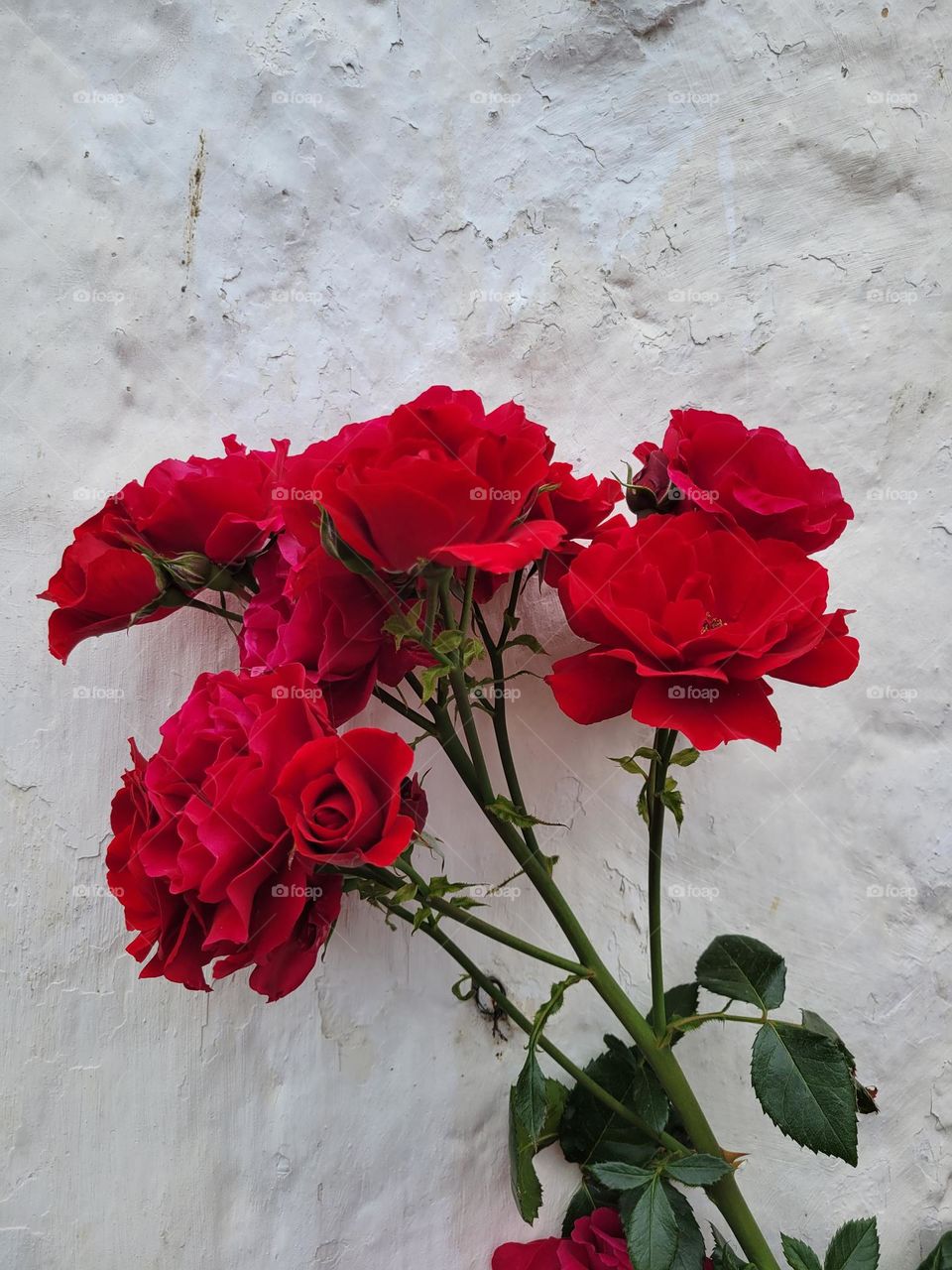 Red roses on a white wall, Sweden