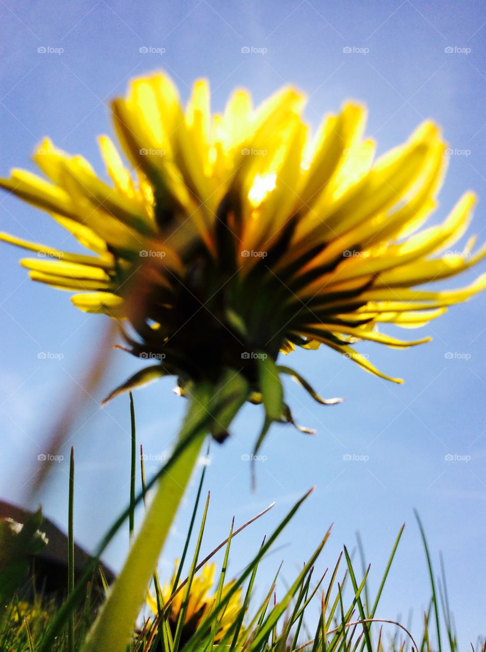 Dandelion 