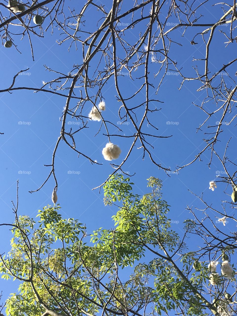 O azul e o verde sempre me fazem estar em paz com a natureza. Veja só esse céu infinito!