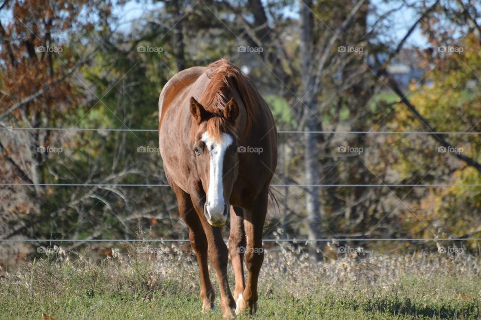 Chestnut Horse Walking in Pasture