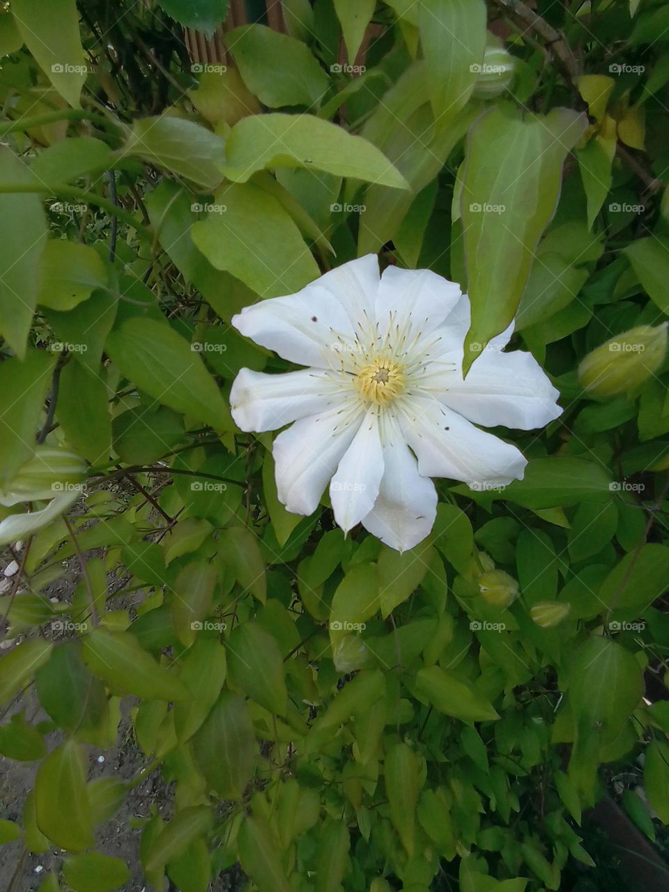 white flower