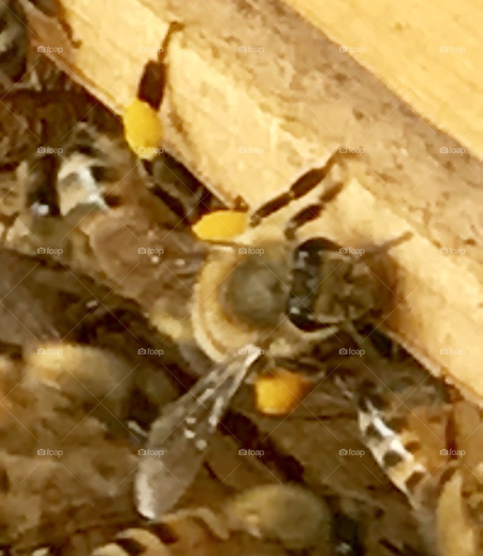Closeup Bees