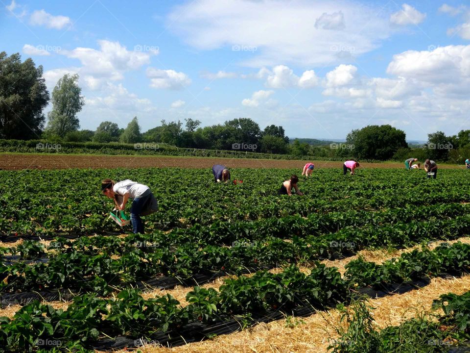 harvesting strawberries