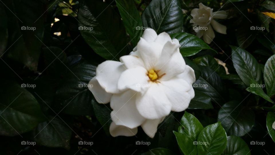 white Camilla or gardenia