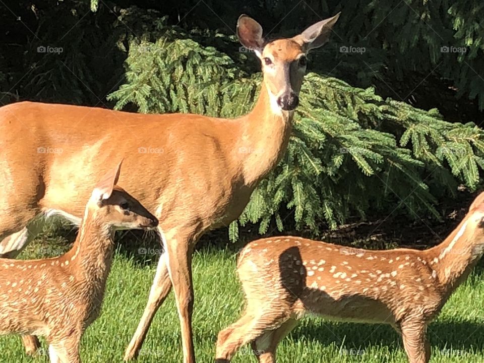 Deer in backyard 
