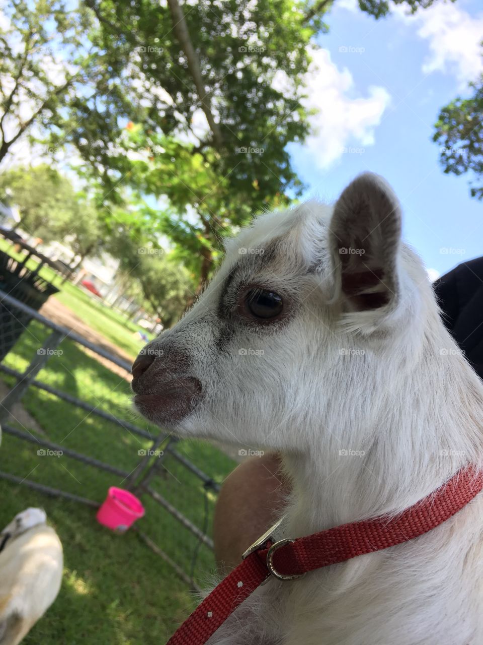 A white baby goat at a petting zoo