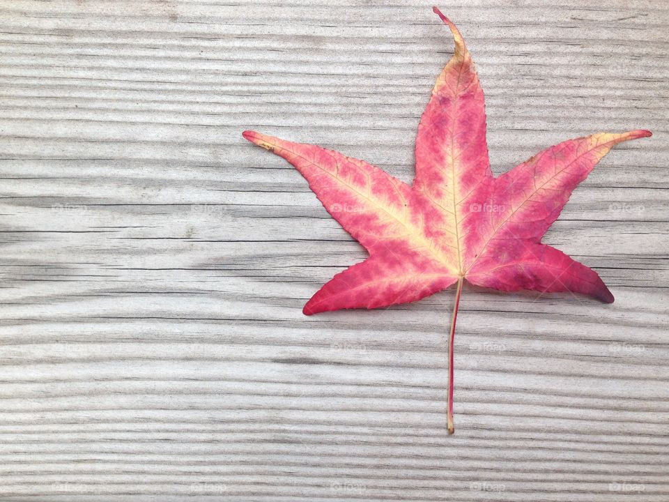 Autumn leaf on wood background 