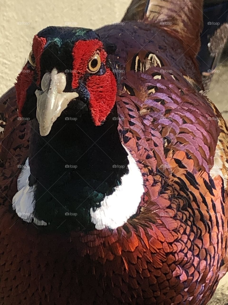 Pheasant 