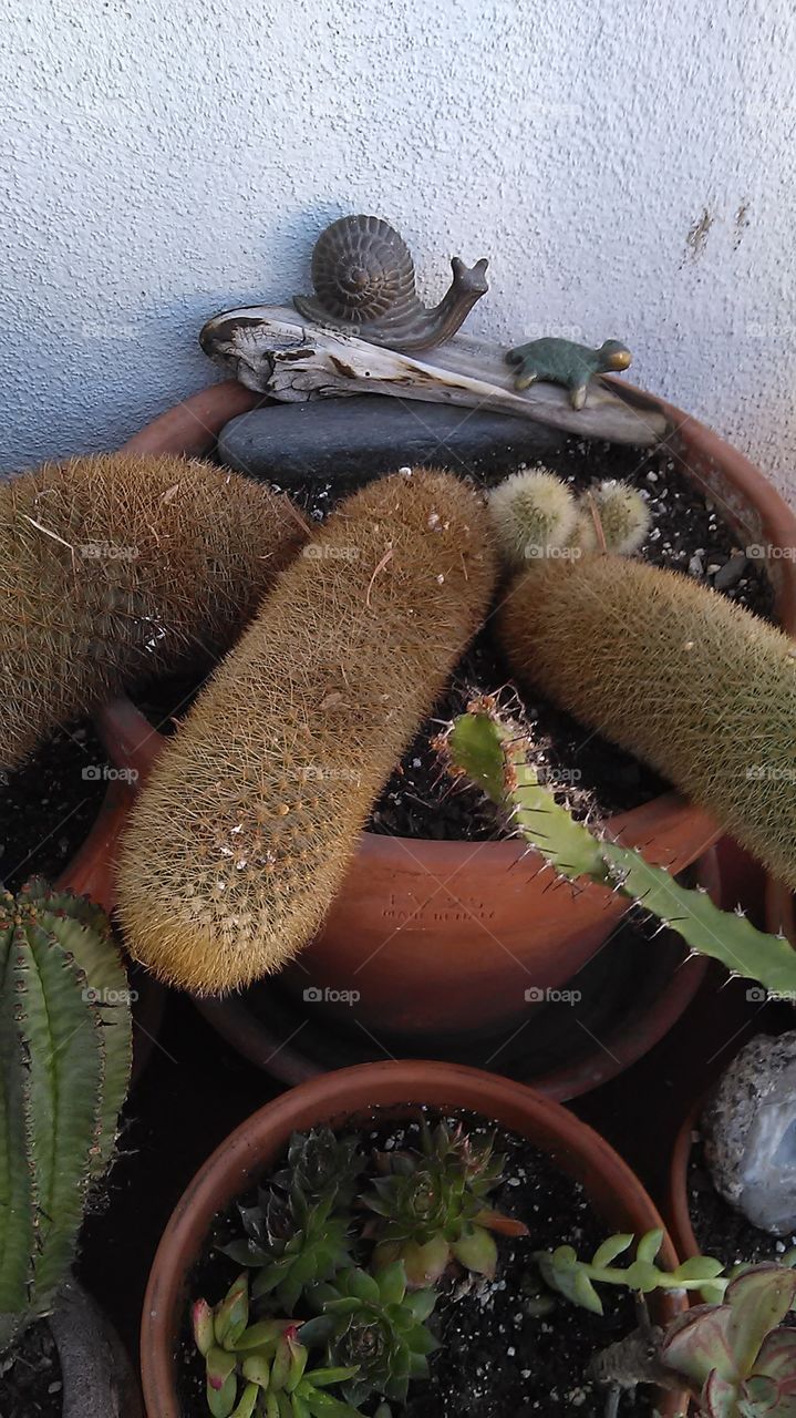 Large cactus little snail. Out visiting a neighbor