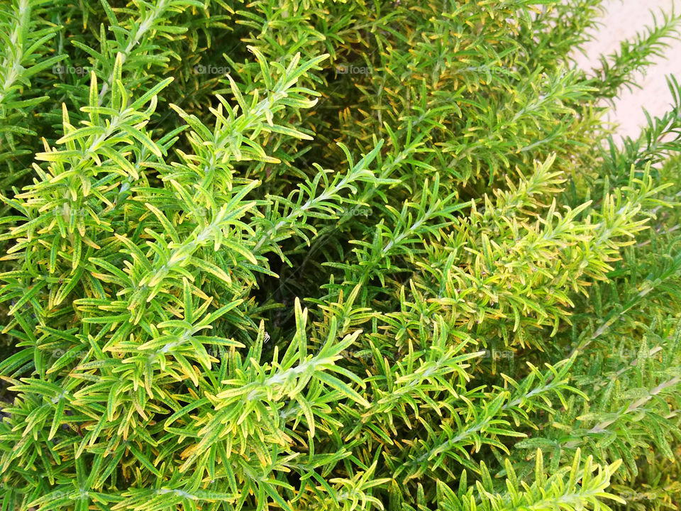 Green plants. Beautiful nature background.