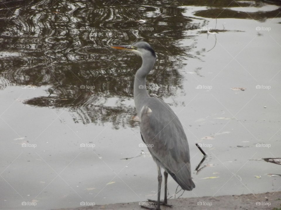 Grey Heron Beside Lake