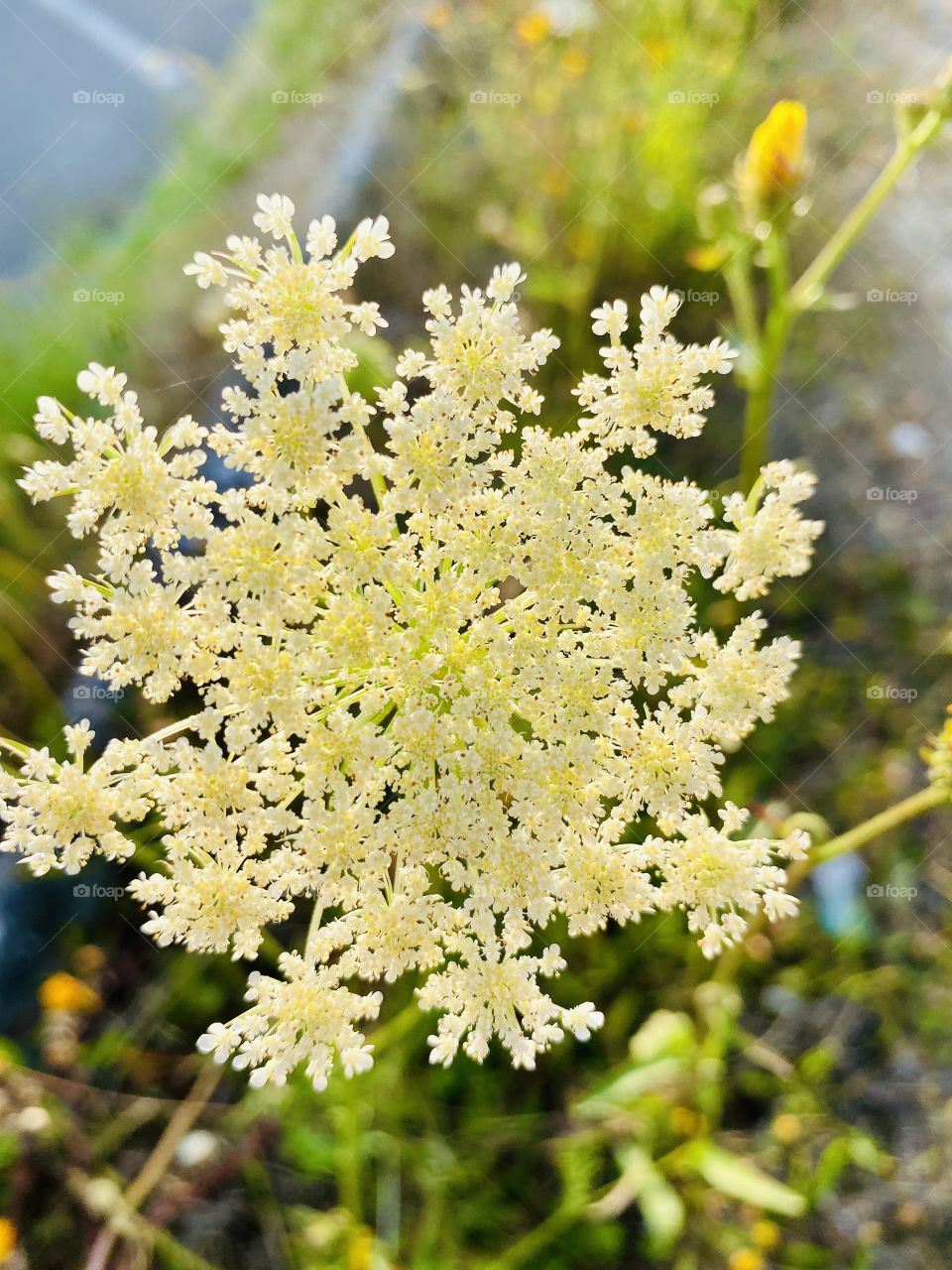 Portrait of the flower 