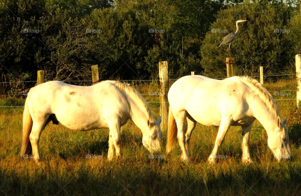 horses and heron in background