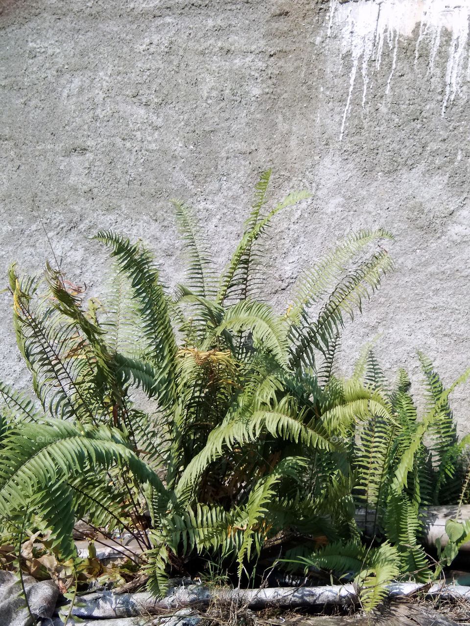 wild fern,  growing against old concrete wall