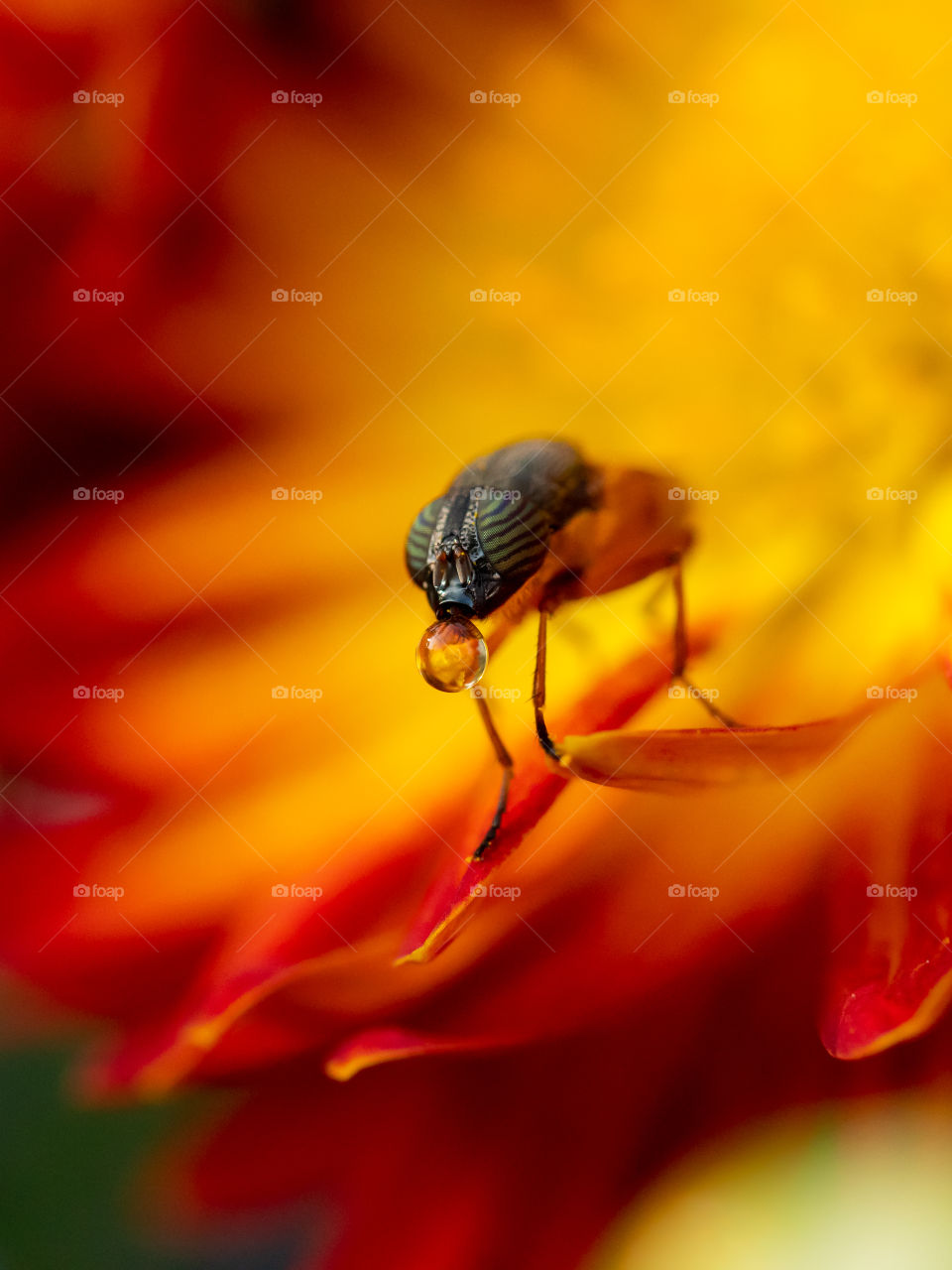Collecting Nectar