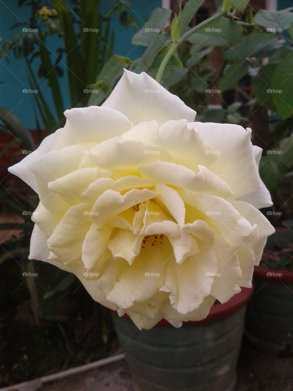 Rose flower