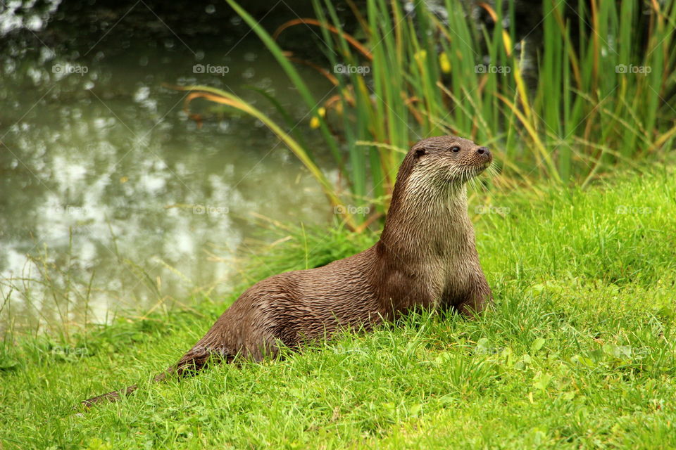 Otter by water