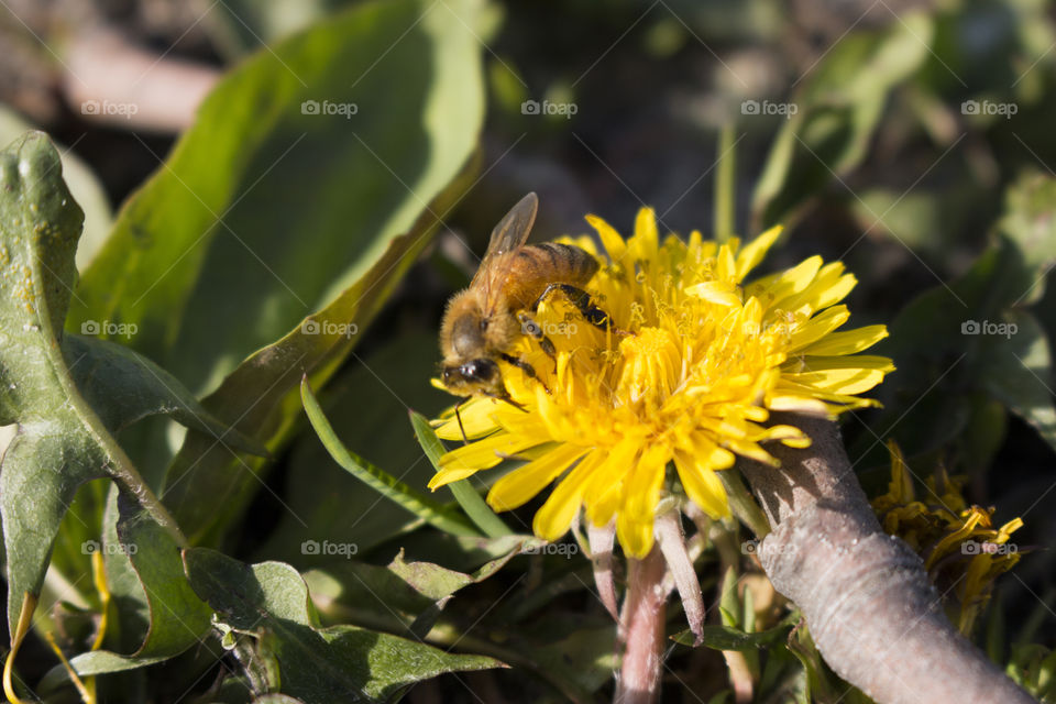 Bee on a dandelion