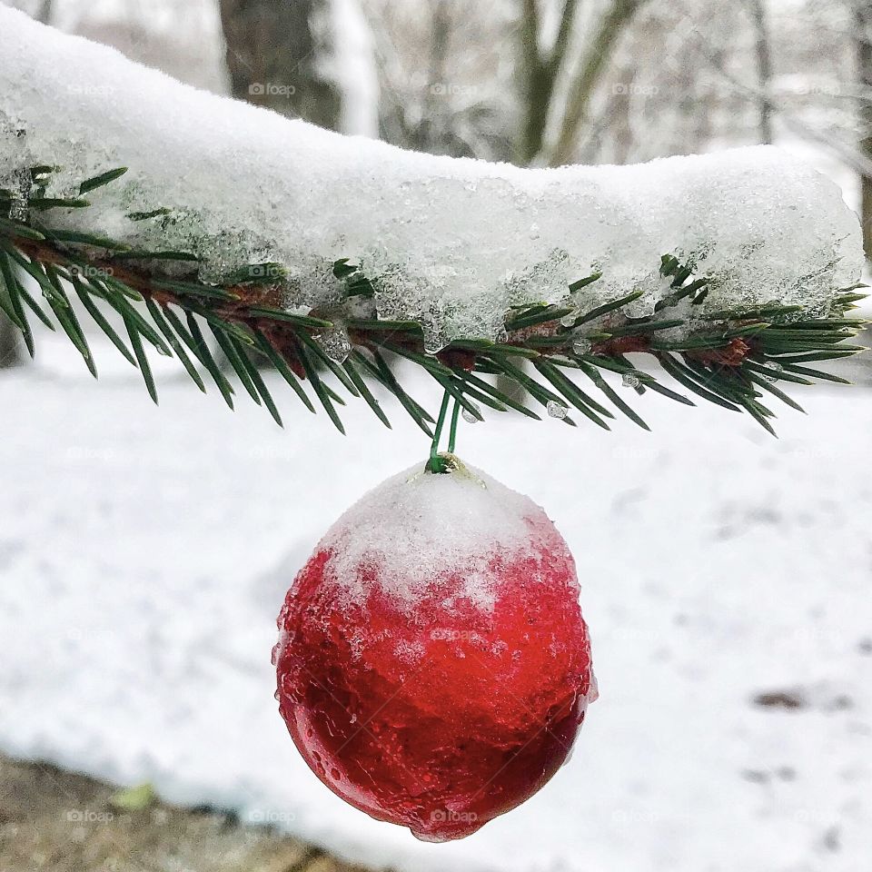 A red snow-covered Christmas ornament on an evergreen—taken in Dyer, Indiana 